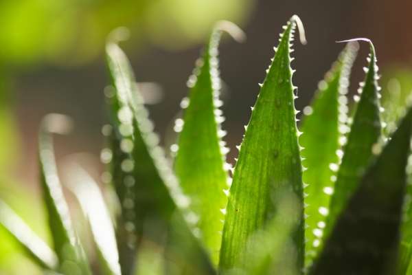 Reduce stress and beautify your home by adding these popular houseplants.