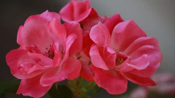 Try these goof-proof plants to maximize appeal and minimize maintenance.